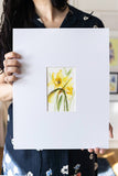 4x6 daffodil watercolor flowers painting on a large white mat Flavia Bennard