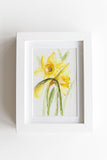 watercolor daffodil flowers on a white frame Flavia Bennard
